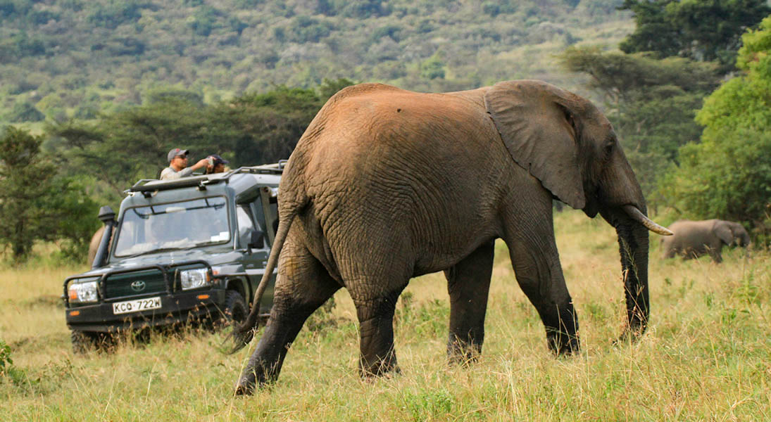 Daily Game Drives