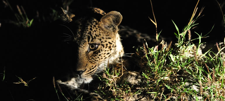 Night Game Drives