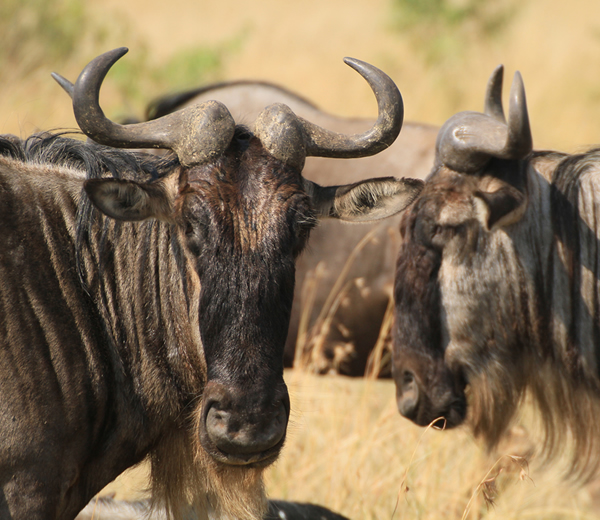 Wildlife Safari