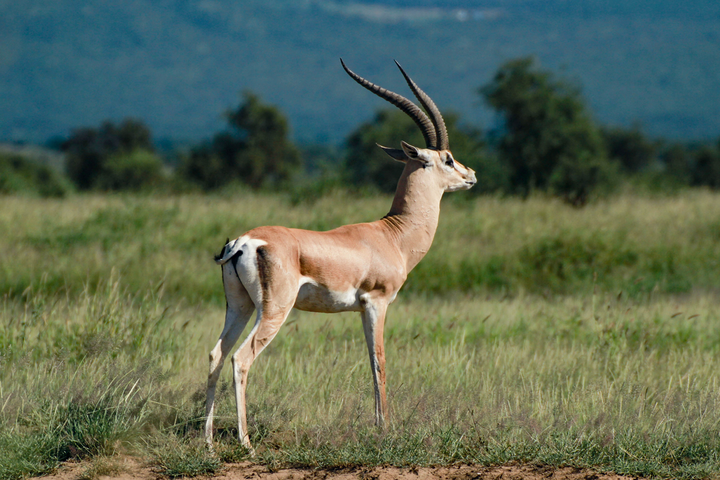 Wildlife Safari