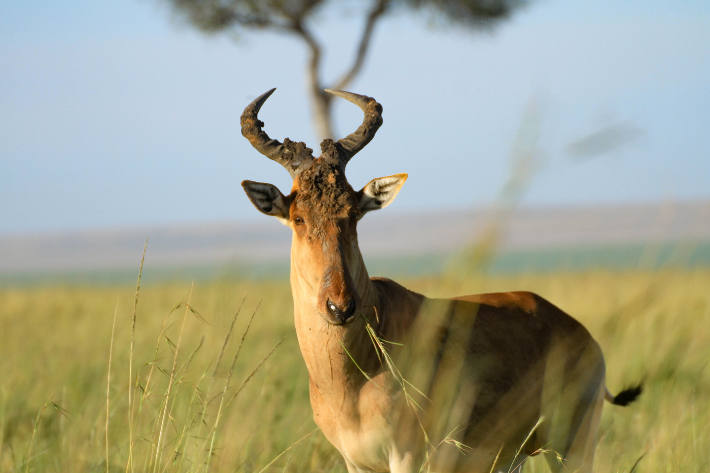 Big 5 Safari