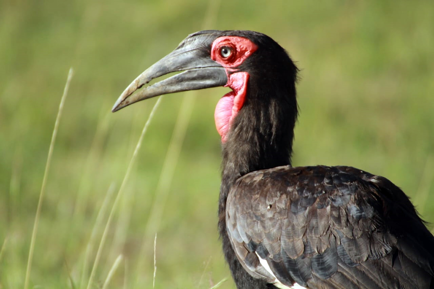 Birding Safari
