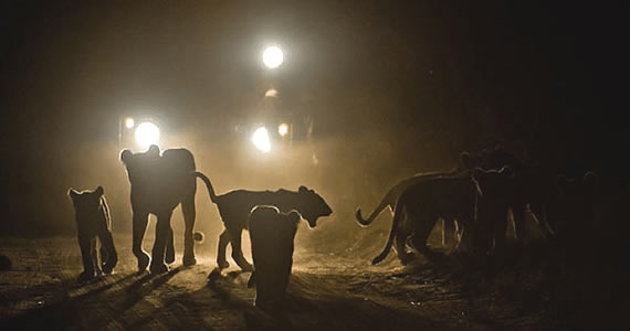 Night Game Drives