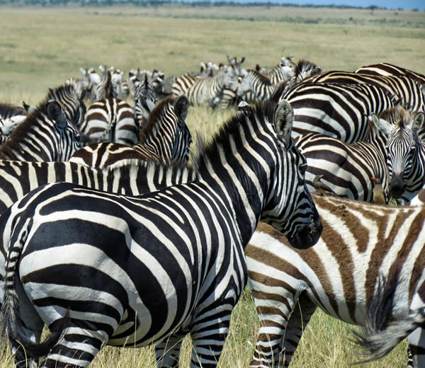 4 Day Migration Safari