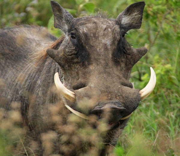 4 Day Migration Safari