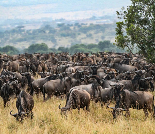 4 Day Migration Safari