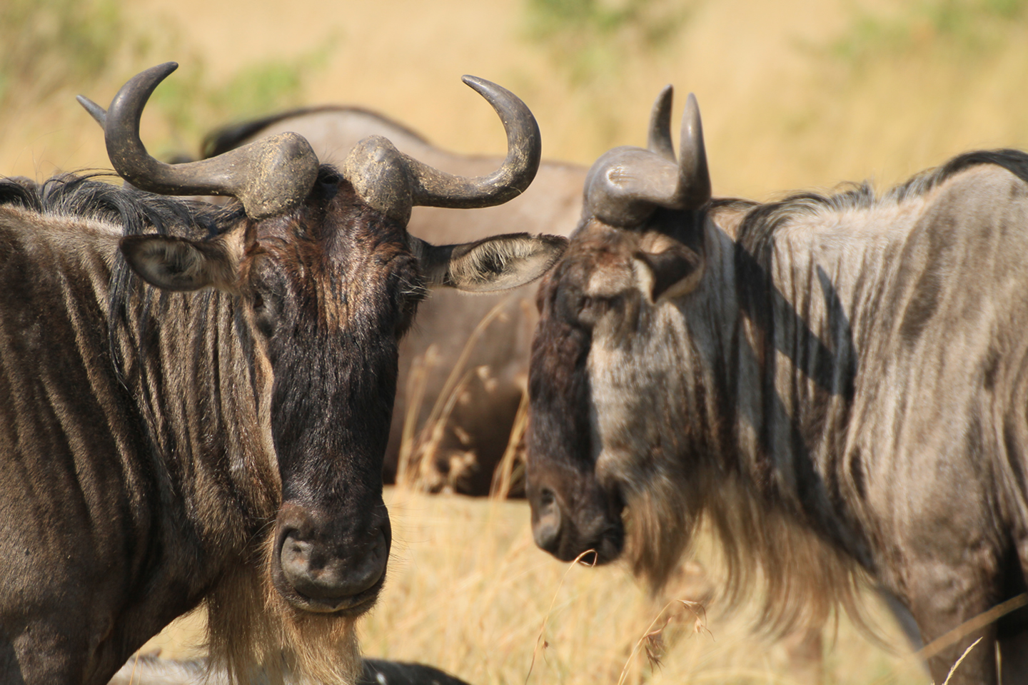 4 Days - 4 Day Migration Safari